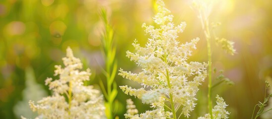 Poster - Close up of white meadowsweet flowers on a meadow in summer with a green botanical backdrop suitable as a copy space image for medical plant related content