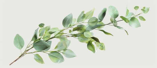 Poster - A green eucalyptus branch on a clear background serves as a backdrop for showcasing products such as cosmetics in a mockup for an advertising display or for a congratulations card with copy space ima