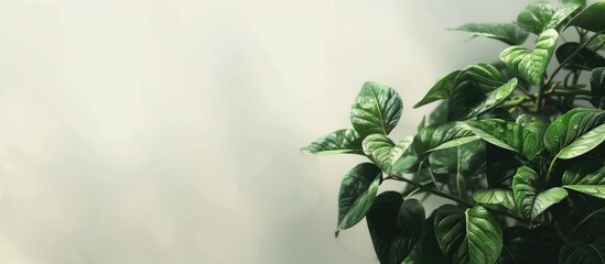 Poster - A green Gynura procumbens plant with a copy space image in the morning