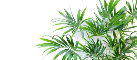Leinwandbilder - Lady palm and bamboo palm leaves against a white background ideal for design and layout with copy space image
