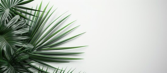 Wall Mural - Palm fronds arranged in a corner with copy space image on a white backdrop