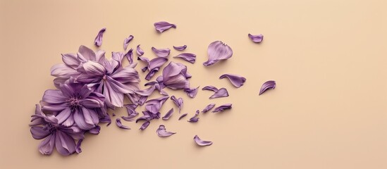 Aufkleber - Purple art of a broken pion flower and petal displayed on a beige neutral background in a top view copy space image