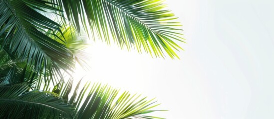 Poster - Clear white sky background with coconut tree leaves providing copy space image