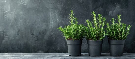 Poster - Aromatic rosemary plants in pots on a gray wooden table with copy space image available