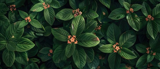 Canvas Print - A picturesque scene featuring Ashoka flower leaves scattered across the yard with ample copy space image