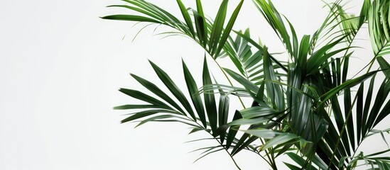 Leinwandbilder - Lady palm and bamboo palm leaves against a white background ideal for design and layout with copy space image