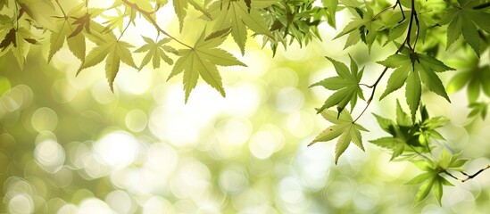 Leinwandbilder - Backdrop with copy space image of new leaves on maple tree branches in spring