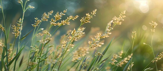 Aufkleber - Blurry background enhances wild grass flower in a copy space image