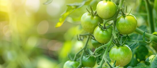 Aufkleber - In a greenhouse garden a young tomato plant with green unripe tomatoes grows creating a picturesque scene with copy space image