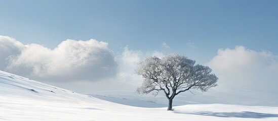 Fototapete - A lone lenga tree standing in the snow creating a serene copy space image