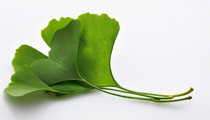 Wall Mural - green ginkgo leafs ginkgo biloba on white background