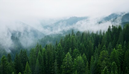 Sticker - mountain forest background with fog around trees dark green panorama walpaper background gernerative ai panorama