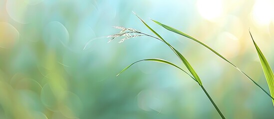 Poster - A grass blade with a tail on a blurry abstract backdrop including copy space image