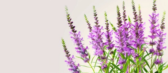 Poster - Purple loosestrife flowers belonging to the Lythrum salicaria species in the Lythraceae family are positioned horizontally in the image with copy space