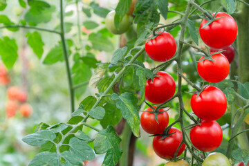 Wall Mural - Ripe red round cherry tomatoes ripen on a bunch