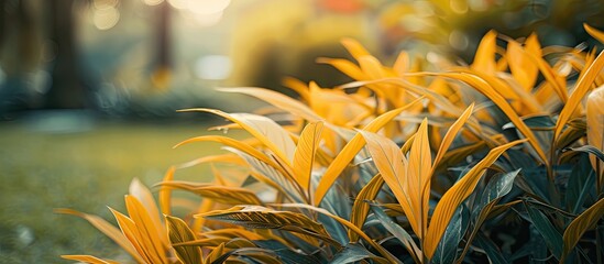 Poster - Vibrant yellow foliage in a garden fresh in the morning light and ready to embrace a new day with space for text or design. Creative banner. Copyspace image