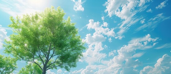Fototapete - Sunny day with a tree against a backdrop of blue sky and fluffy white clouds suitable as a copy space image