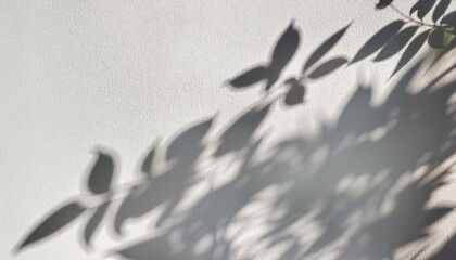 Poster - abstract shadow of the leaves on a white wall background