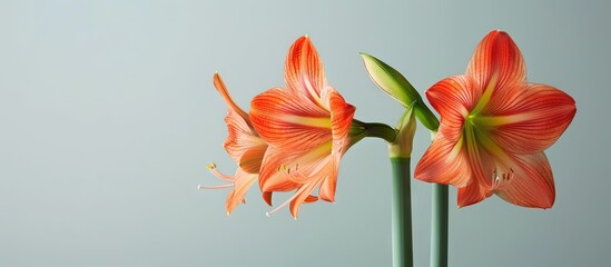 Sticker - Bird s eye view angle photograph showcasing a blooming orange amaryllis flower with ample copy space image