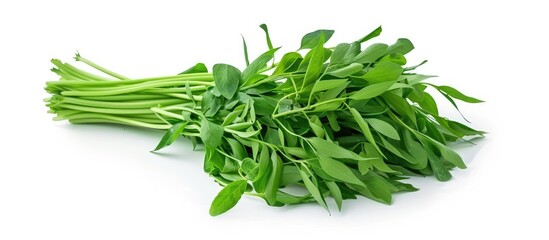 Aufkleber - A detailed image featuring a Water Spinach or Ipomoea Aquatica pile isolated on white with room for text or other elements. Creative banner. Copyspace image