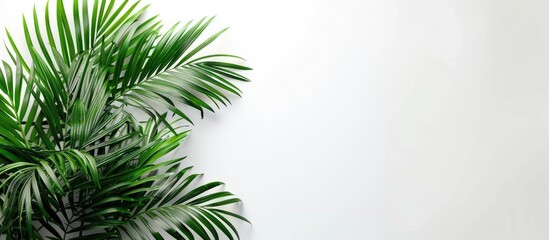 Poster - Palm fronds arranged in a corner with copy space image on a white backdrop