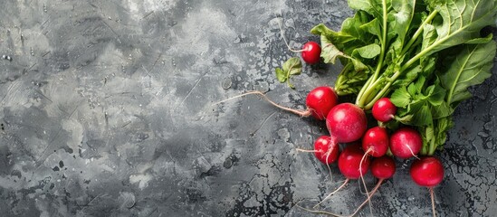 Poster - Radishes from a fresh organic farm displayed on a textured gray background with copy space image