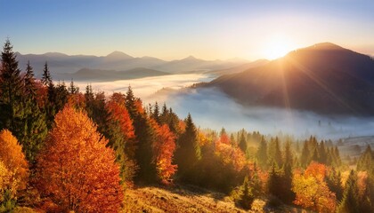 Wall Mural - mountain autumn forest and foggy landscape at sunrise