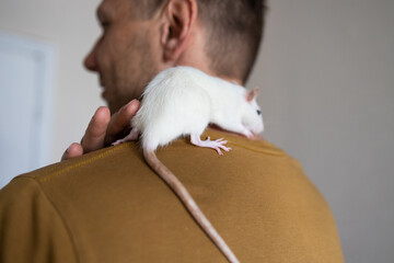 Young Caucasian man plays with cute rat at home, adorable home pet.