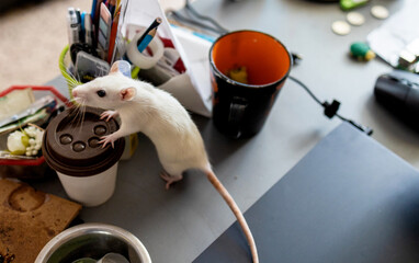 Wall Mural - Young Caucasian man plays with cute rat at home, adorable home pet.