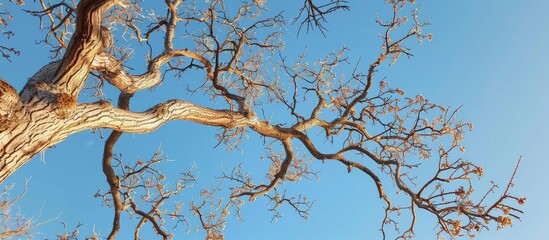 Wall Mural - Capture a serene scene of an oak tree s bare branches set against a cloudless blue sky in early spring perfect for copy space image