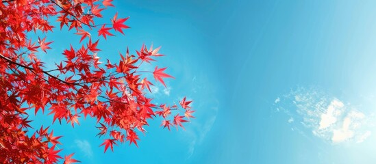 Aufkleber - A serene blue sky forms the backdrop for a vivid red maple branch in the copy space image