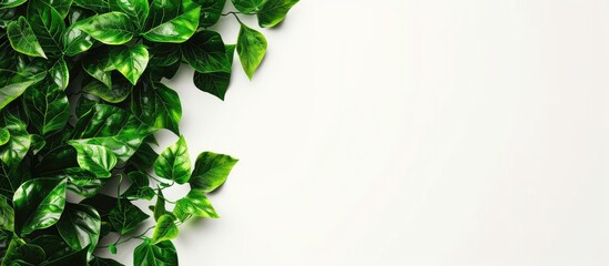 Aufkleber - White background picture featuring genuine leaves with ample copy space image