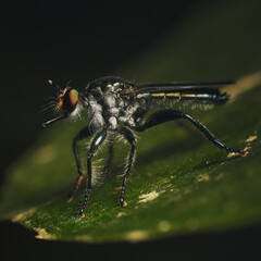 Wall Mural - genus maira a member of robber flies family asilidae