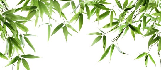 Aufkleber - Isolated bamboo leaves on a white background with copy space image
