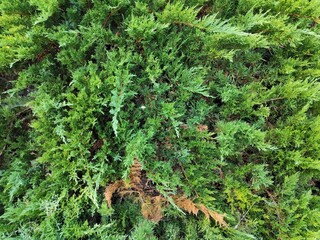 green thuja