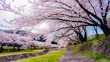 © 謙正 古田 - 桜