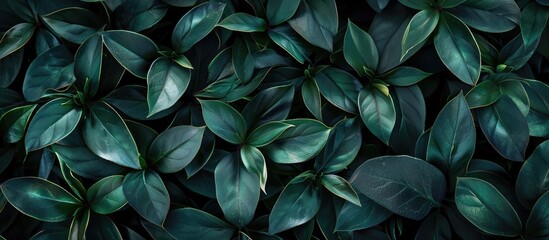 Poster - Nature s dark green leaves in a garden ideal for a soothing backdrop or a refreshing greenery themed copy space image