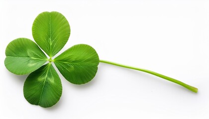 Wall Mural - four leaf clover isolated on white