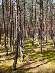 Wall Mural - dancing forest on Curonian Spit in Kaliningrad