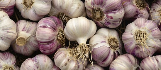 Poster - A vivid image captured featuring fresh garlic bulbs at a market stall displaying a mix of purple and white hues along with their detailed roots against a copy space image