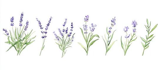 Wall Mural - Inlined flower drawings in vintage style. Set of lavenders, Provence flowers. Retro botanical set. Isolated on a white background. Modern illustrations.