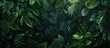 © HN Works - Dark toned tropical forest setting with an abstract background of green evergreen leaves showcasing a botanical theme with copy space image for ecological and biological concepts