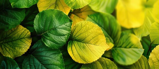 Fototapete - The vibrant leaves display shades of green and yellow against a copy space image