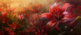 Red Asiatic lily Red Highland showcasing detailed views in sunlight with a summer floral texture creating a vibrant copy space image