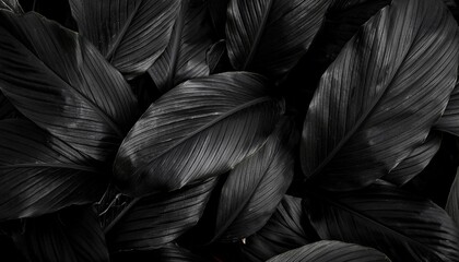 Wall Mural - black leaves wallpaper background