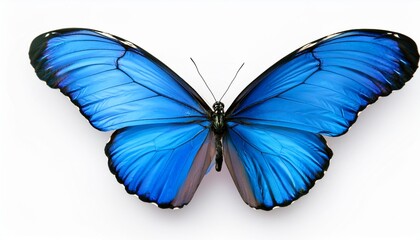 beautiful blue butterfly isolated on a white background generative ai illustration