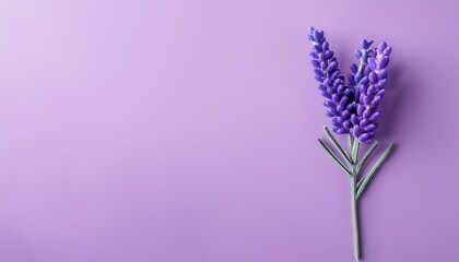 Poster - simple minimalistic lavender flower illustration on a plain colorful background