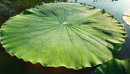 Wall Mural - a large lotus leaf in a natural pond