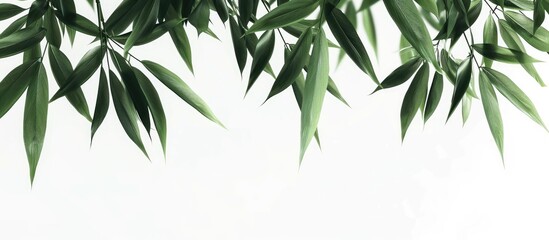 Poster - Isolated bamboo leaves on a white background with copy space image