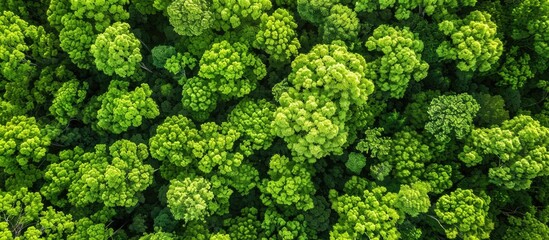 Aufkleber - Aerial view of trees with vibrant green leaves against a lush green backdrop with room for text or graphics in the image. Creative banner. Copyspace image